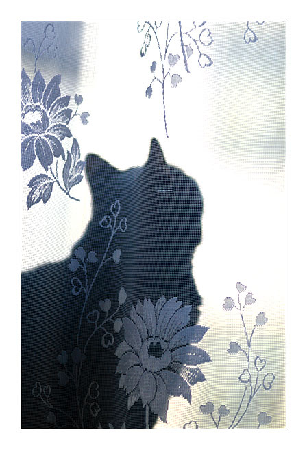 *** кот, окно