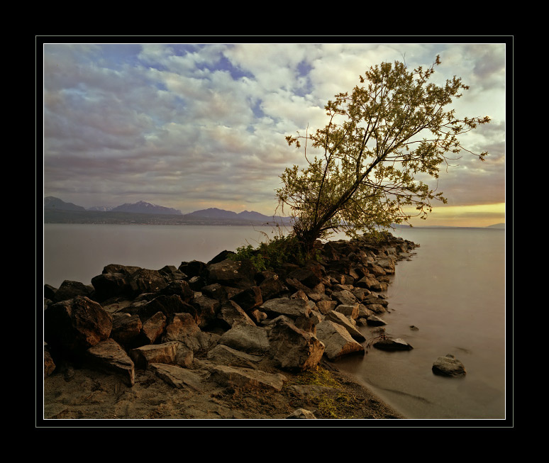 Уставшее дерево. Linhof, дерево.