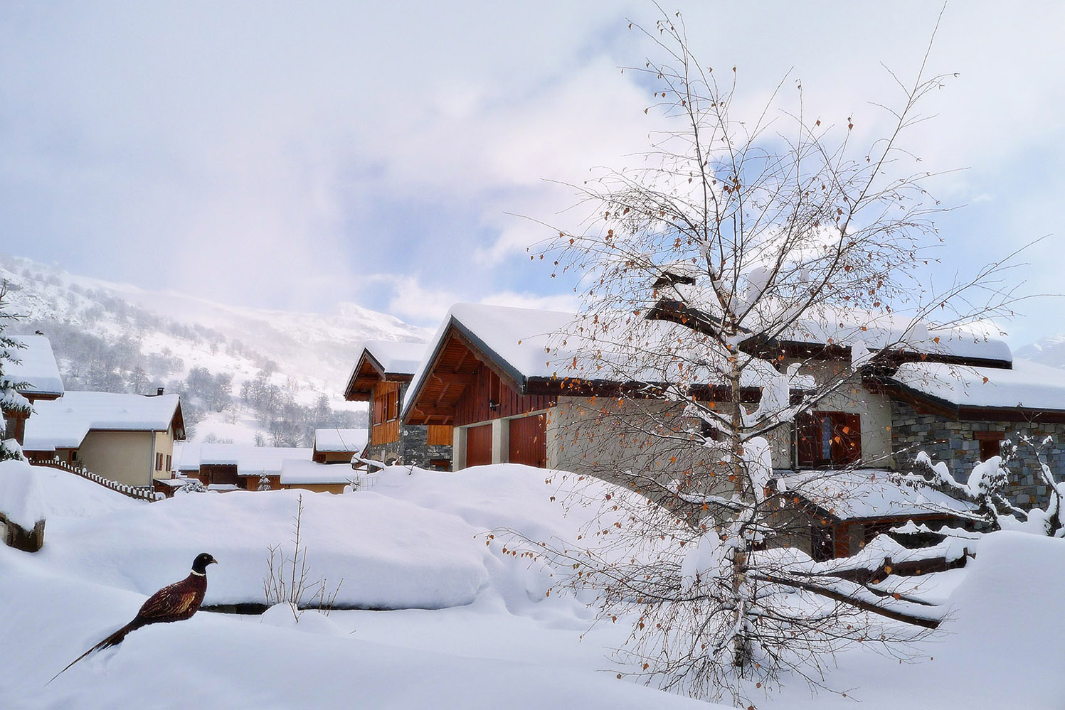 Сельский пейзаж с фазаном france, savoie, saint-martin-de-belleville