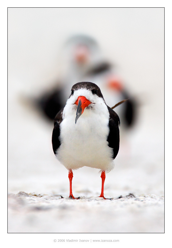 Подозрительные лица американский чёрный водорез Black Skimmer Fort DeSoto Florida USA