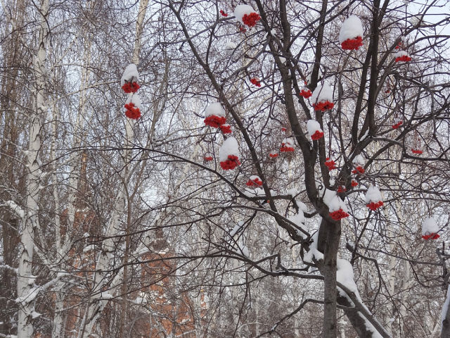 Красная рябина зимой рябина