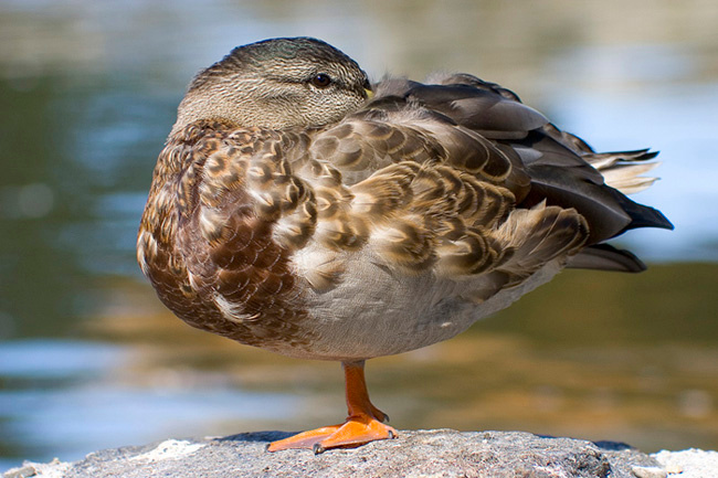 Кто я? утка, птица, canon, 100-300мм