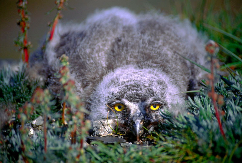 Я большой и страааааашный! Белая сова, Nyctea scandiaca, Snowy Owl, Wrangel Island