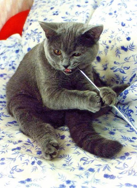 Rodentia Felidae кот британский голубой