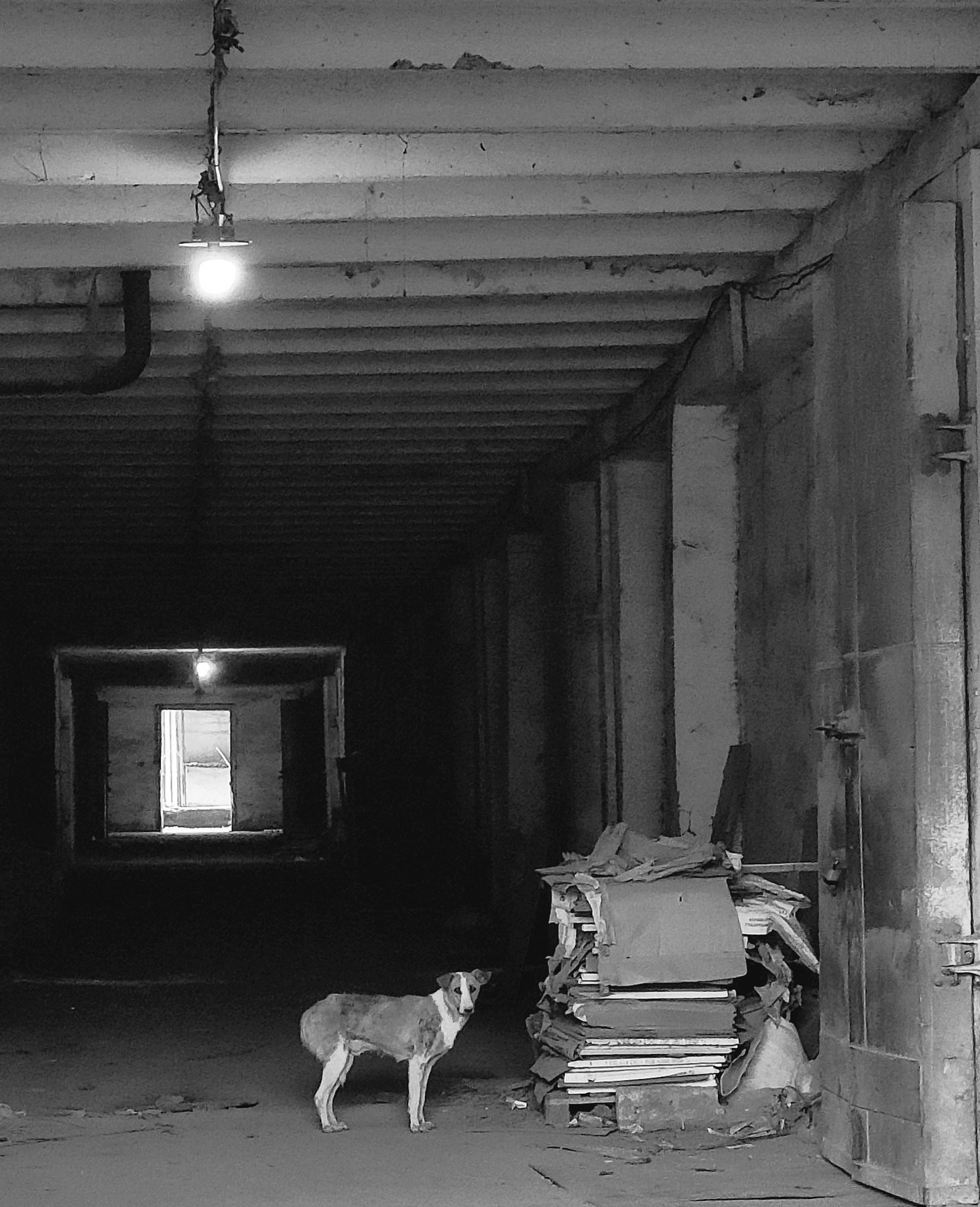 I am a warehouse dog. Welcome to my miserable world. 