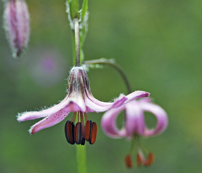 Lilium martagon Lilium martagon Лилия царские кудри
