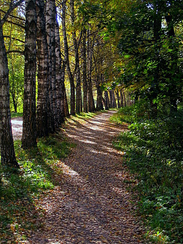 Autumn memoirs 