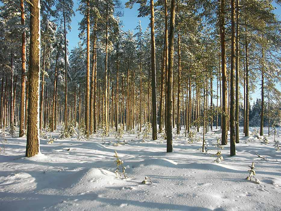 Зимний лес Пейзаж сосны лес зима