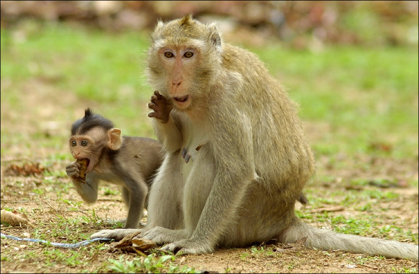Что смотрите, дайте поесть спокойно!:) monkeys cambodia ahkgor