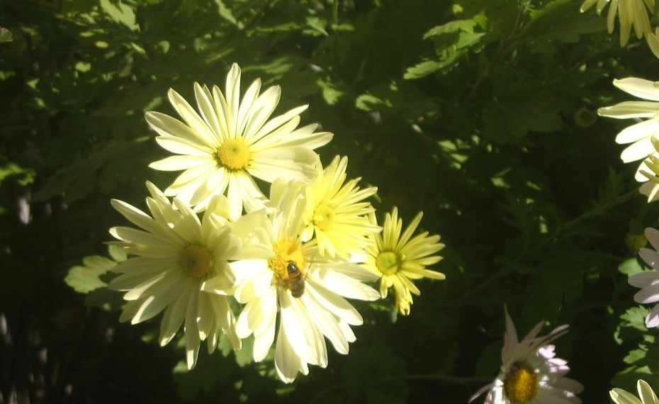 Bee 