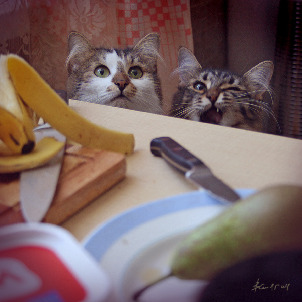 ... как думаешь, мясо будет? ... кошки