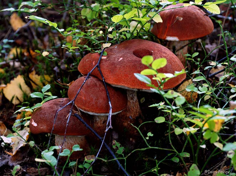 Лесная семья Подосиновик, красноголовый, Leccinum, aurantiacum, осень