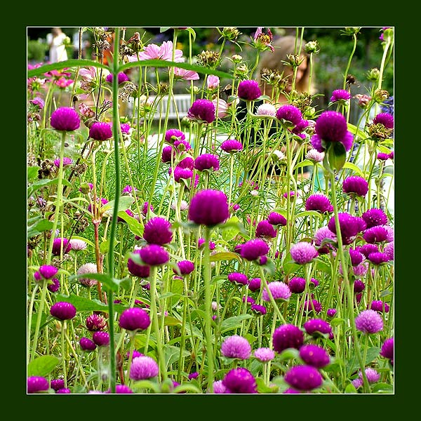 Wild flowers mexico вода цветы лес река море город