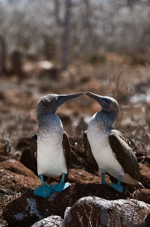 Брачные игры олушей.  синеногий, олуша, bluefooted, boobie, птица, галапагосы, эквадор
