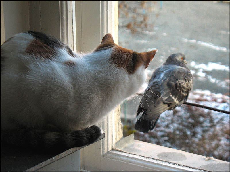 Эх, если бы не стекло! кошка голубь окно