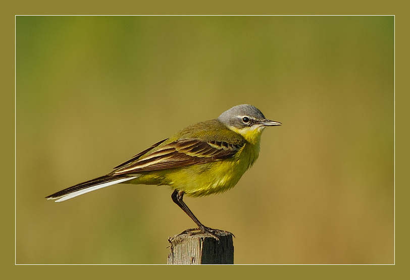 Желтая трясогузка желтая трясогузка