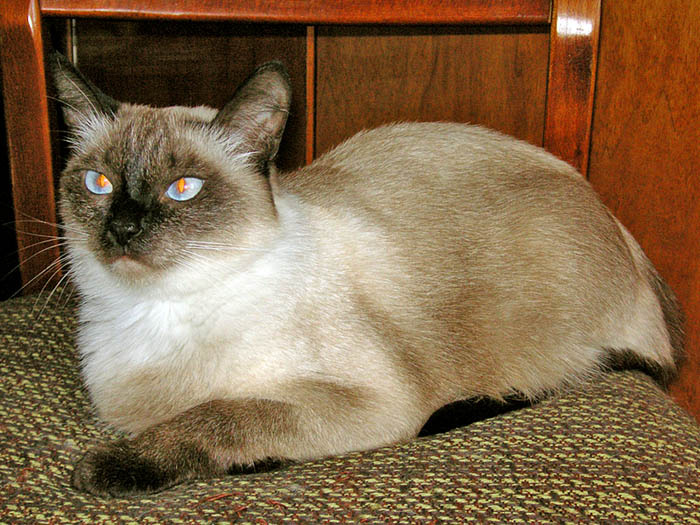 Ромашка... кошка, ромашка
