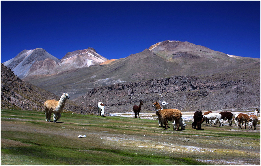 ALPACAS перу,ламы,горы