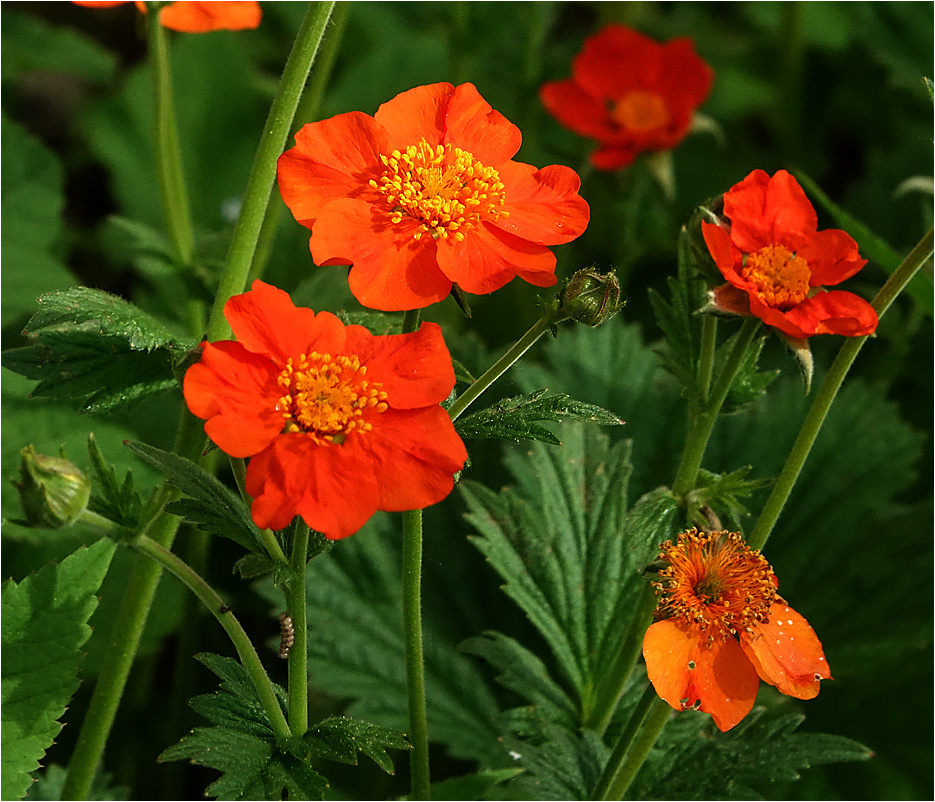 Гравилат красноцветковый Geum quellyon Rosaceae Гравилат красноцветковый цветки весна