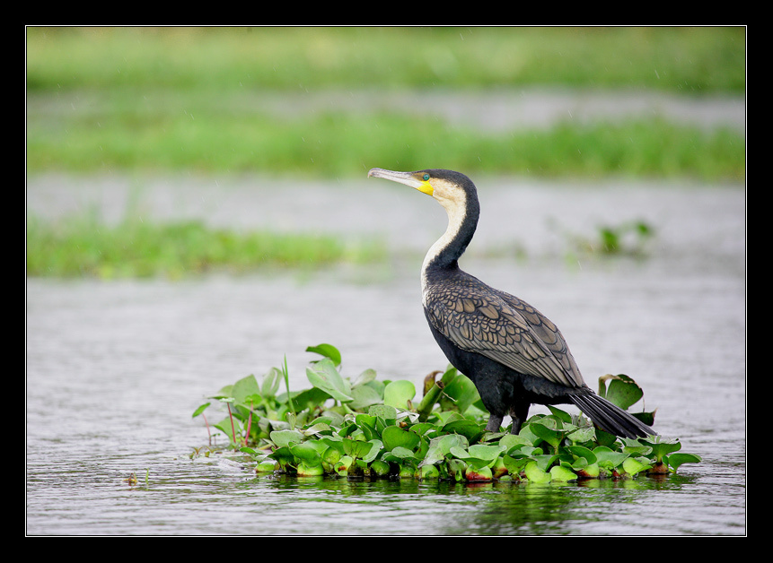Great Cormorant 