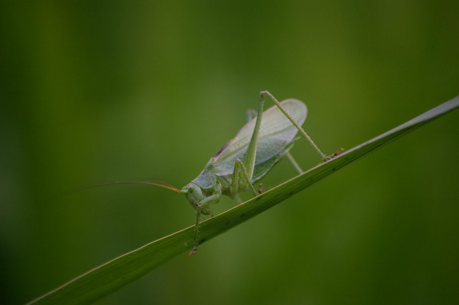 Кузнечик Кузнечик