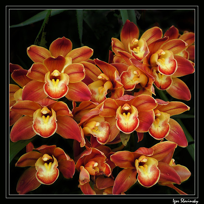 Orchid orchid flower garden река девушка горы