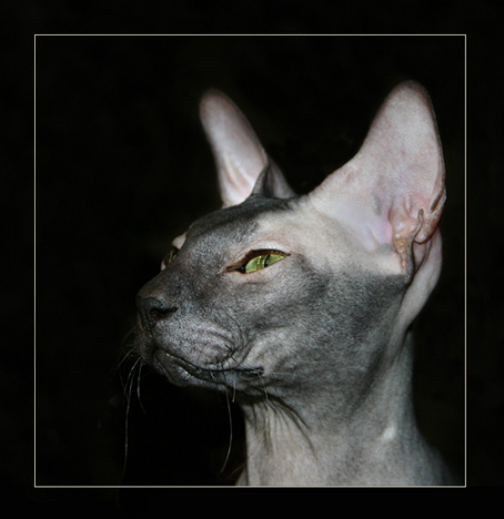 портрет черного кота кот, черный, Сантьяга