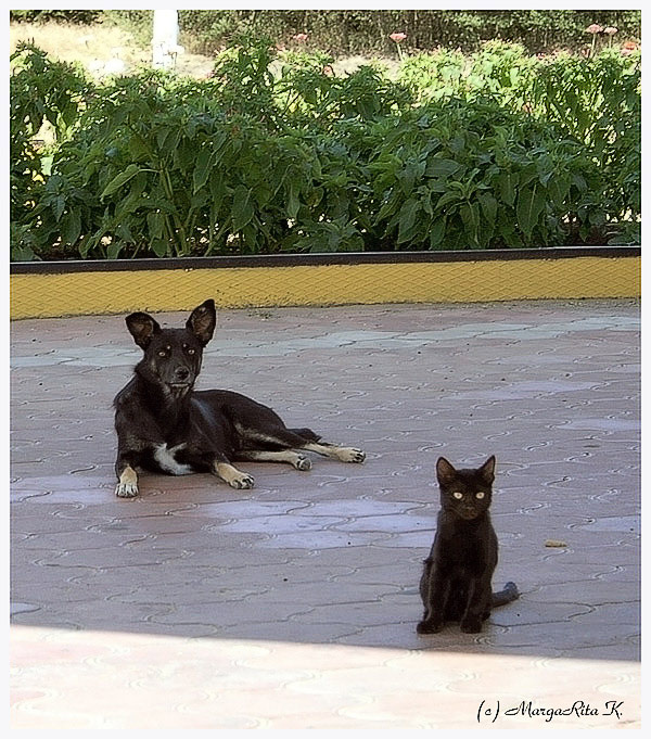 Почти близнецы...Re... кошка собака двойник