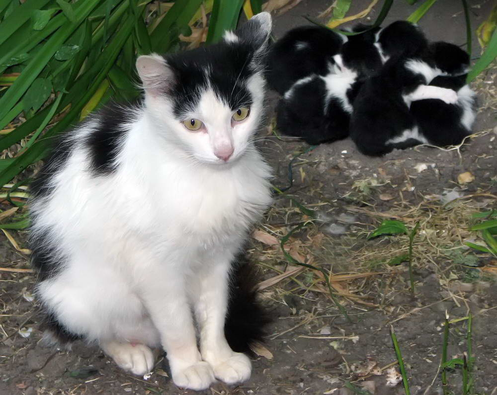 Отдам детей в хорошие руки. Кошка котята