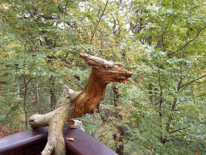 коряжка 