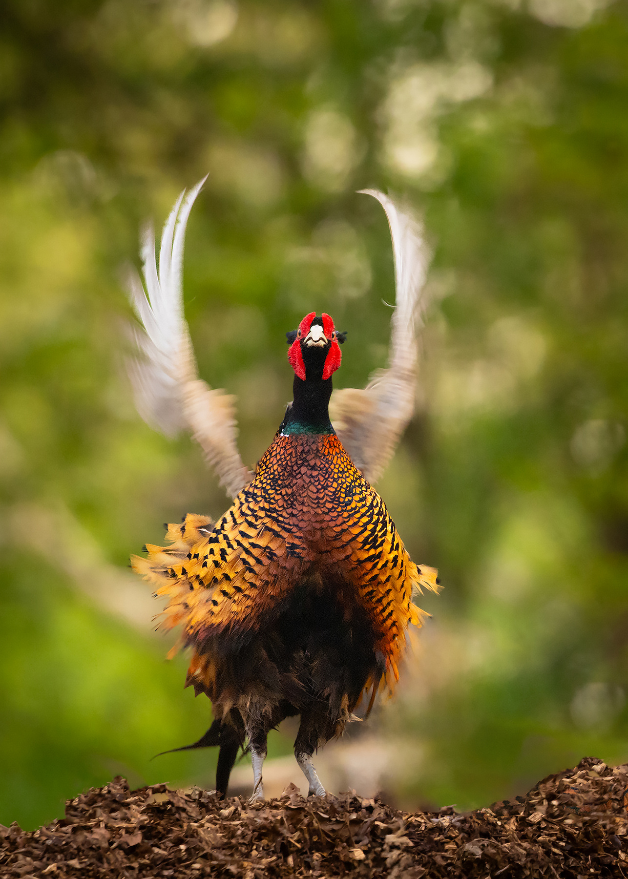 Pheasant 