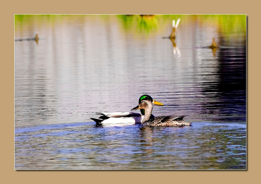 Duck Love... Велопробег озеро утко и селезень
