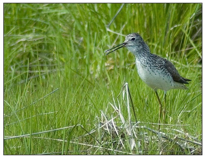 Поручейник поручейник tringa stagnatilis marsh sandpiper