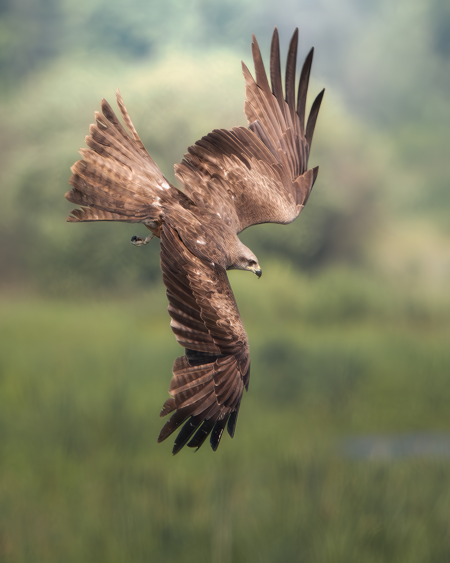 Чёрный коршун (Milvus migrans) 