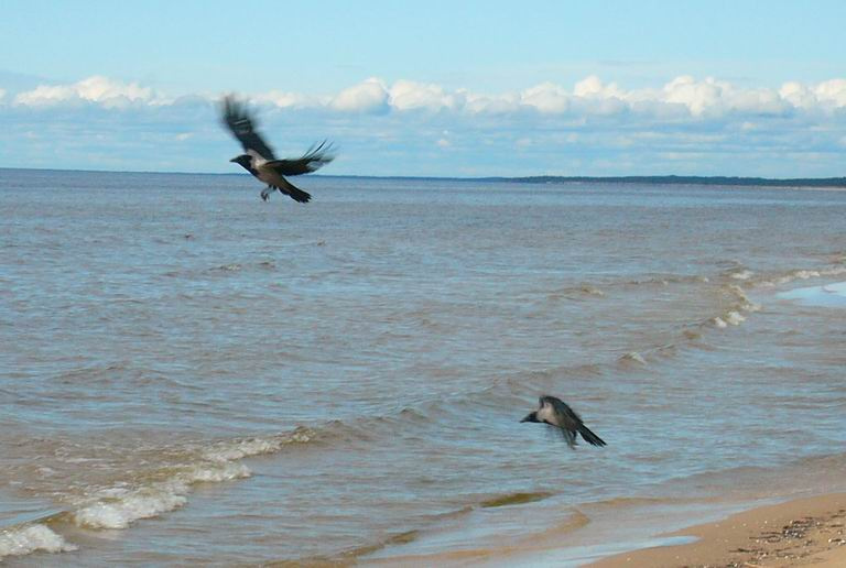 Взлетаем... море вороны взлетаем