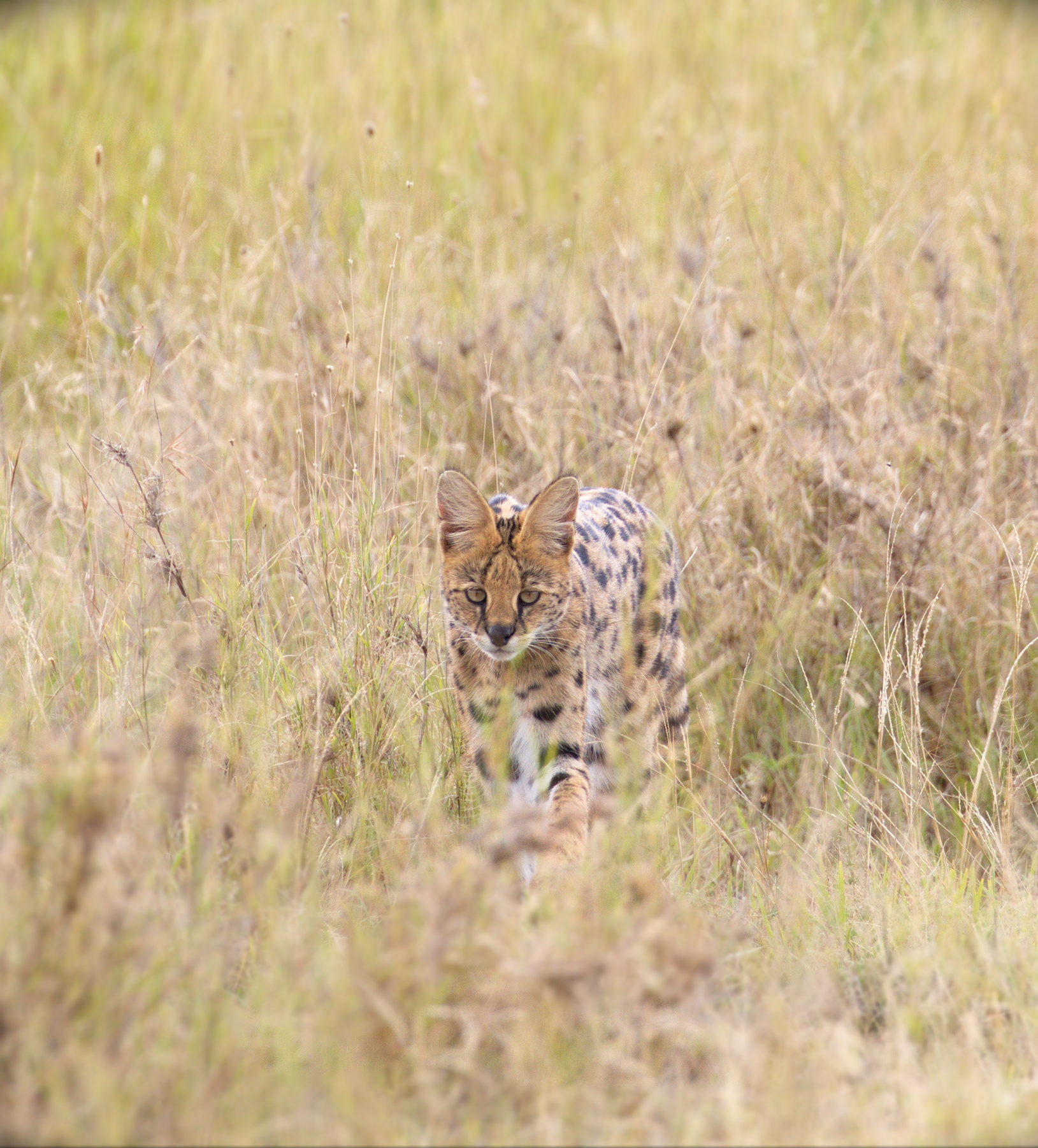 Сервал, или кустарниковая кошка дикие животные Африки наблюдение Serengeti National Park Танзания