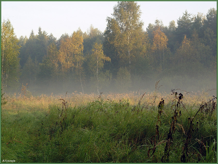 Утро осень, утро туман, поляна, трава, лес