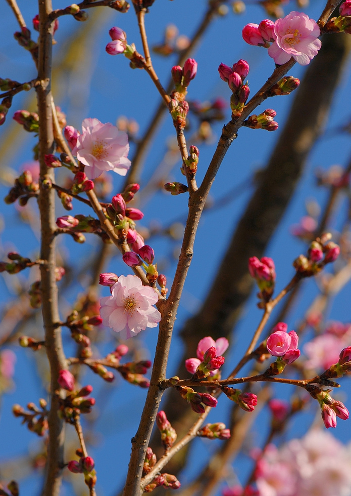 Кружева на ветках :) кружева цветы розовые деревья prunus
