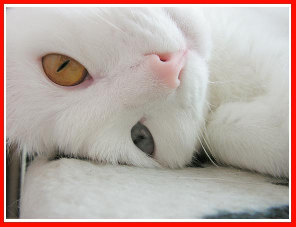crazy cat 