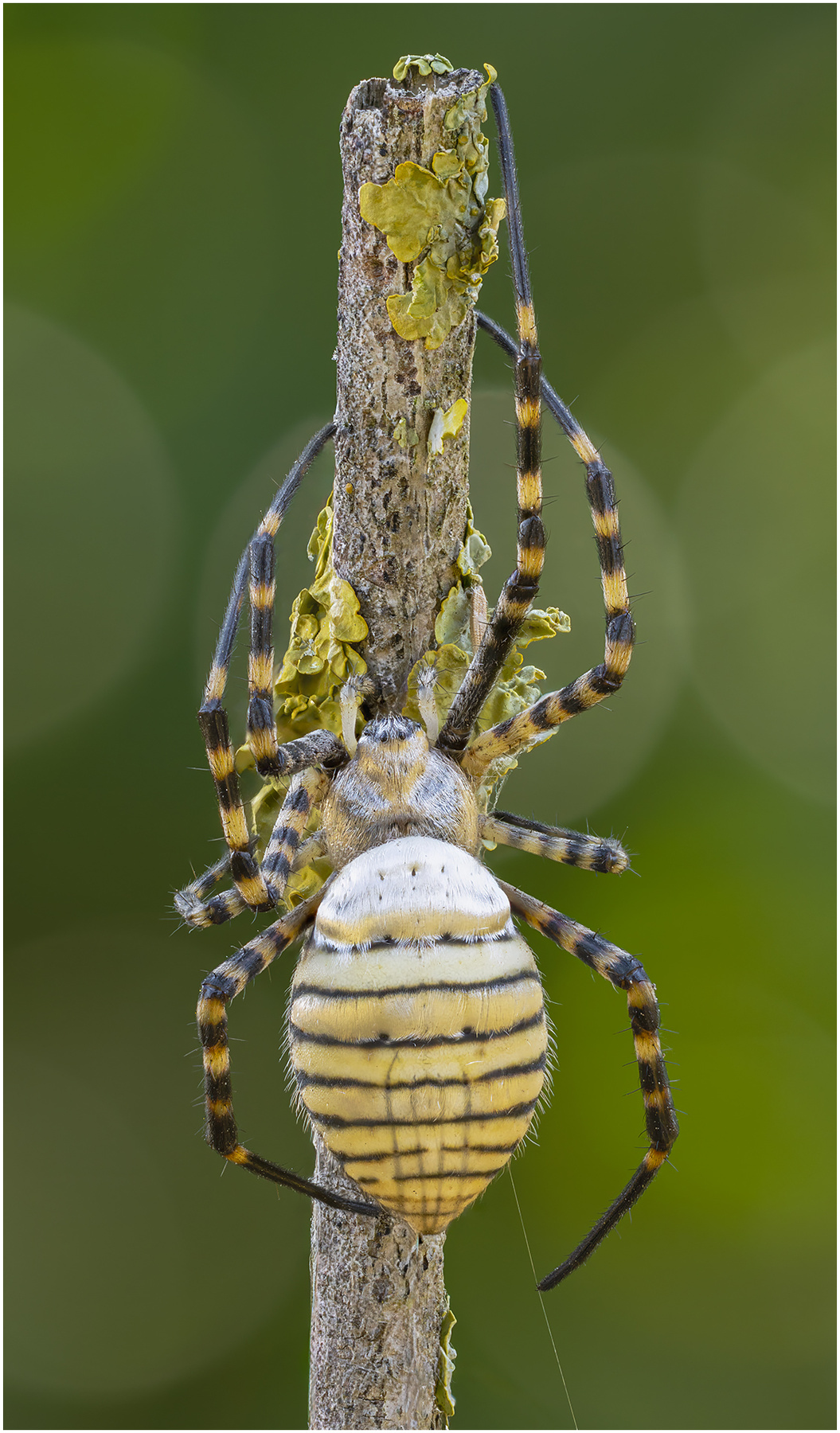 ПАУК АРГИОПА ТРЁХПОЛОСНАЯ (ARGIOPE TRIFASCIATA). ПАУК