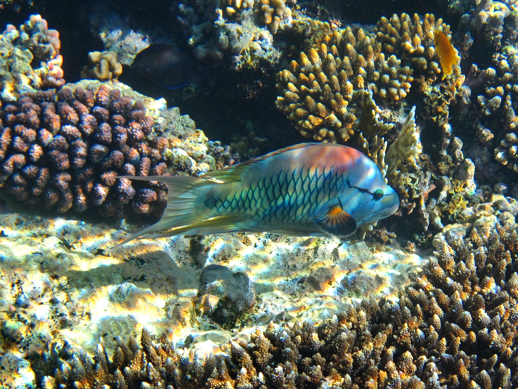Большеротый губан corals dahab epibulus insidiator fish happy life recreation red sea the sun underwater world большеротый губан дахаб кораллы красное море отдых подводный мир рыбы солнце