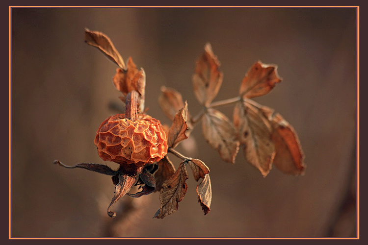Шиповник AnGr Шиповник