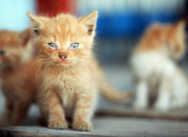 Кот Кот животное не только домашнее