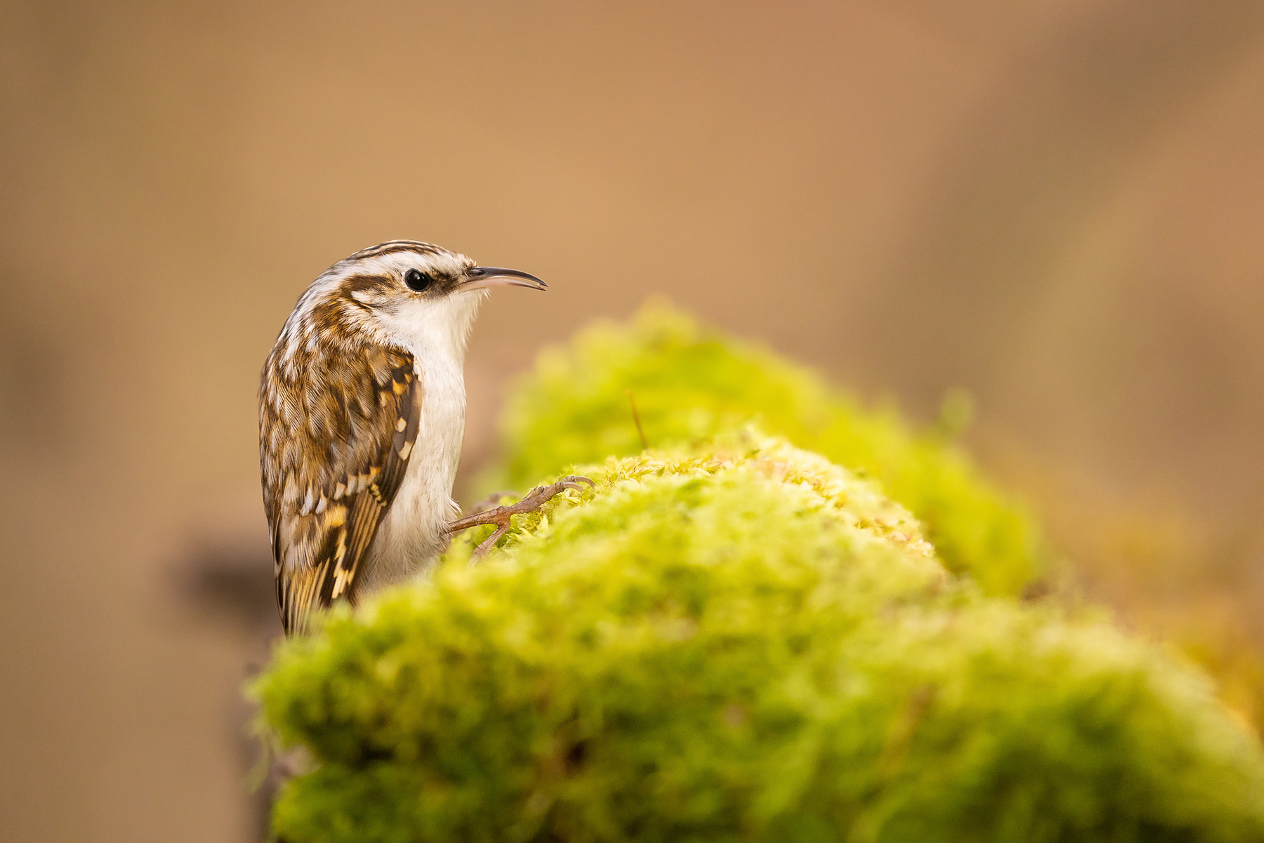 Certhia familiaris 