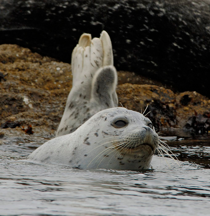 Водные процедуры Обыкновенный тюлень, пятнистый тюлень, Phoca vitulina, Common Seal, Harbor Seal, Bodega Bay, California