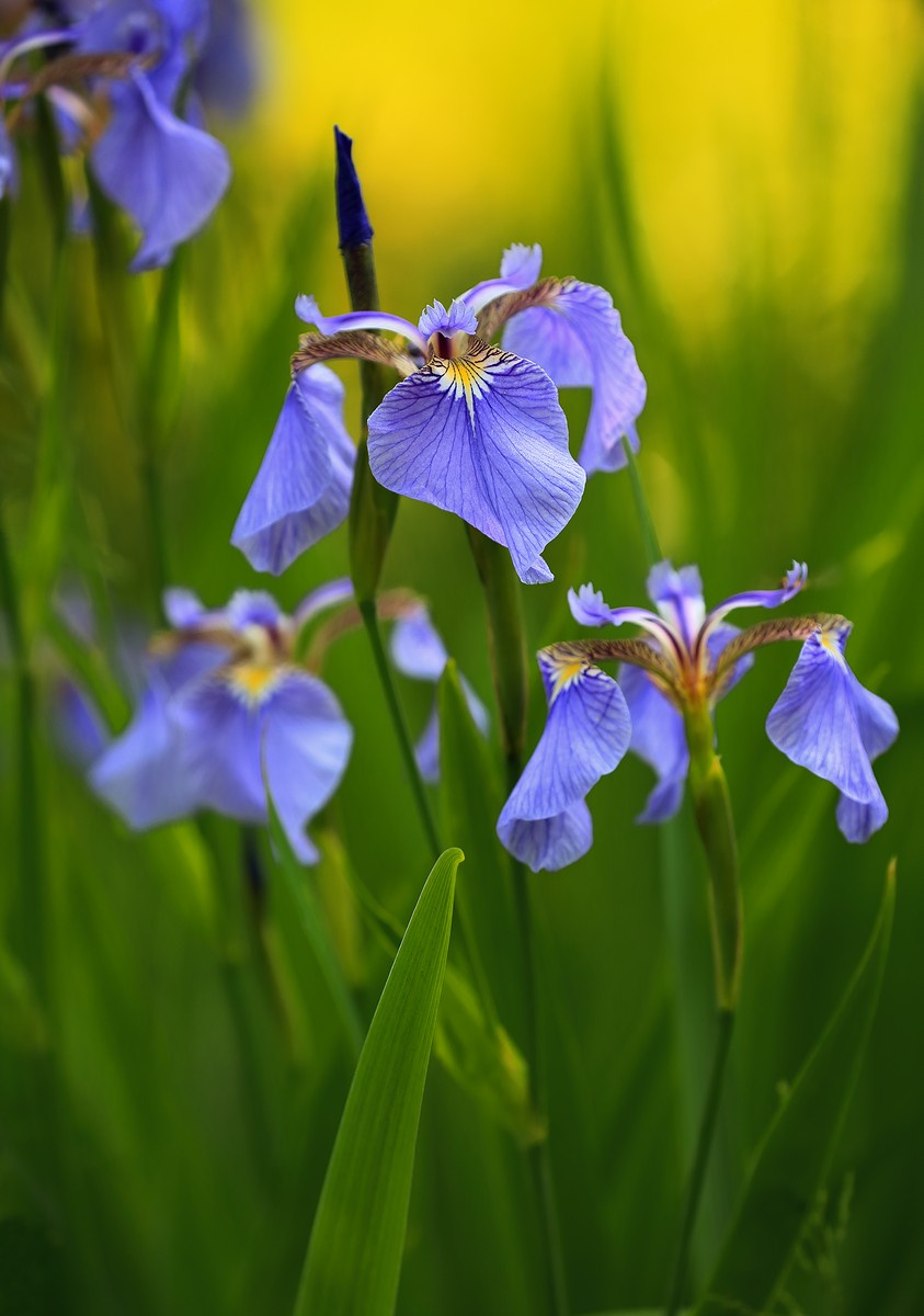 Сезон ирисов ирис щетинистый Iris setosa