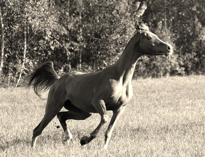 Гордый араб.. лошадь horse араб