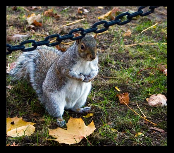 where is my nut nuts squirell park chain