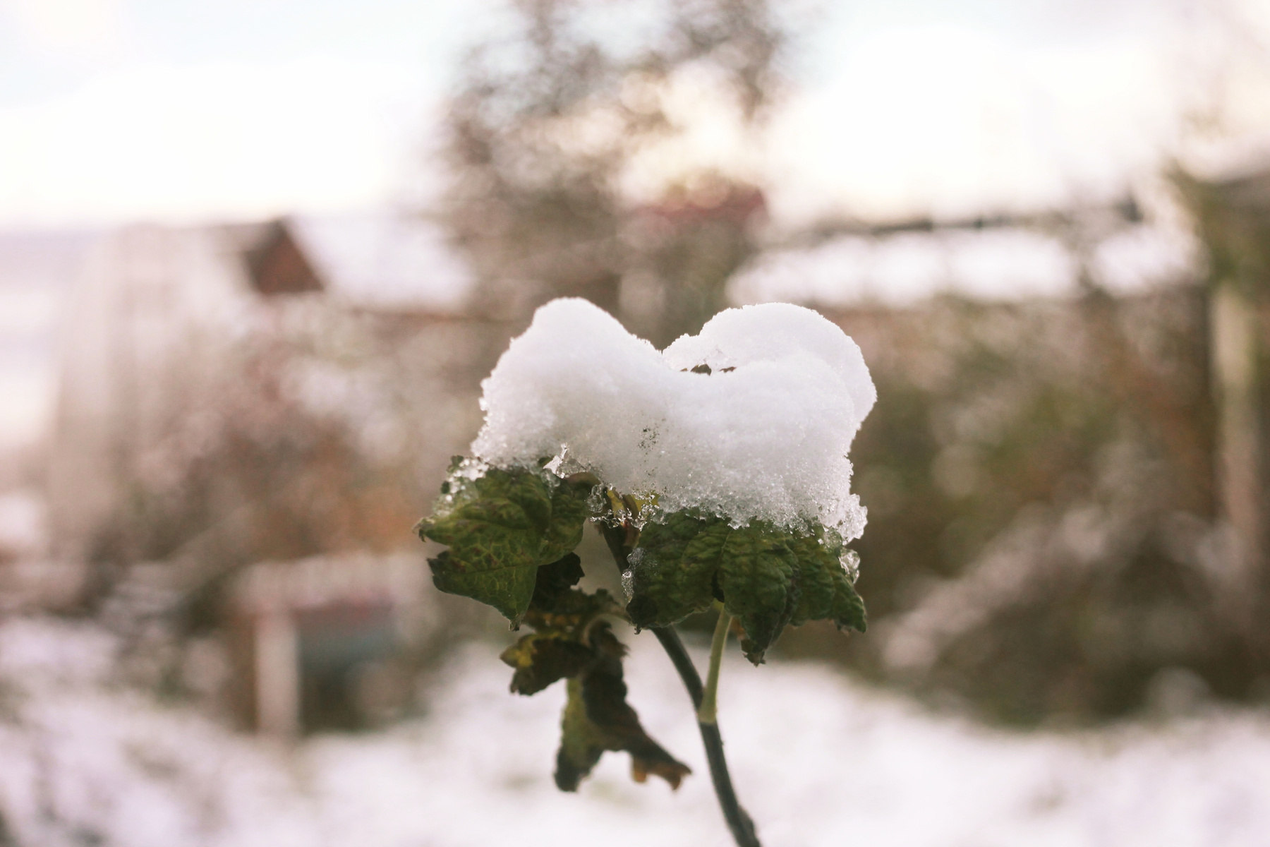 snow 