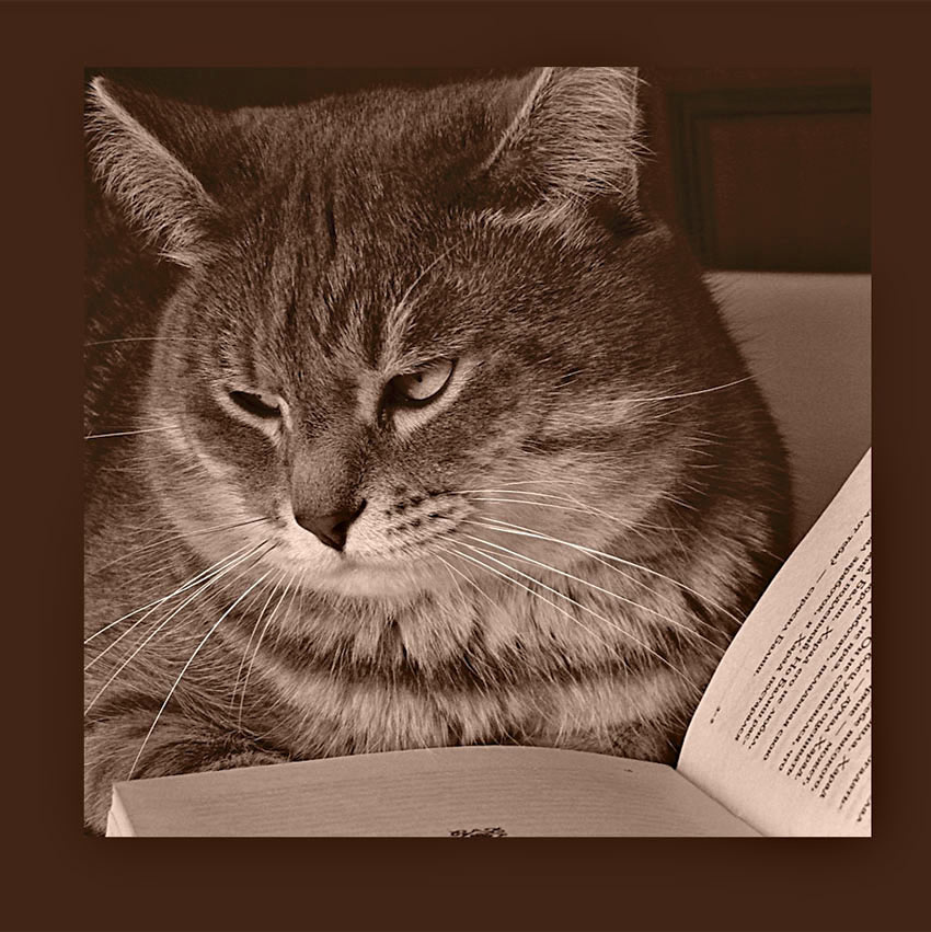 Читатель Кот  книга